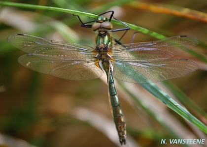 Cordulia aenea